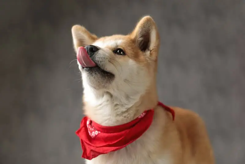 akita waiting for a treat