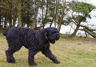 Black Russian Terrier playing