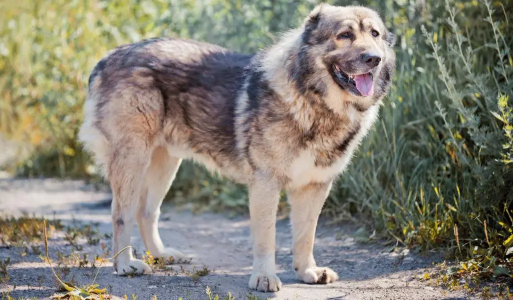 Caucasian Shepherd Dog