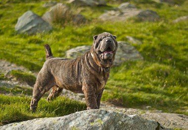 Shar Pei in the mountains