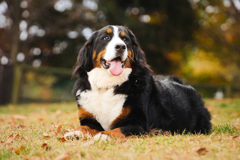 owner's opinions about the Bernese Mountain Dog