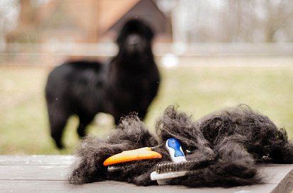 Newfoundland Dog wool