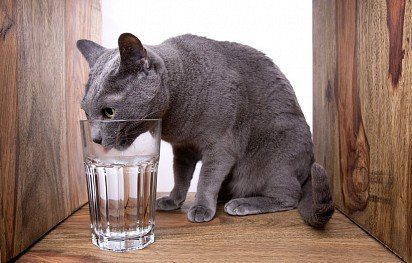 Russian blue cat drinking water