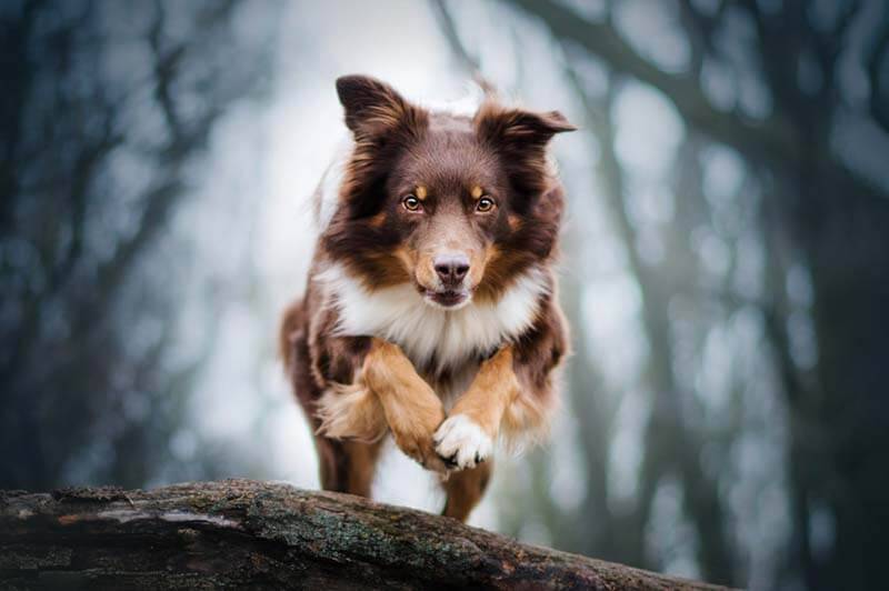 The Australian Shepherd is an agile dog with powerful limbs.