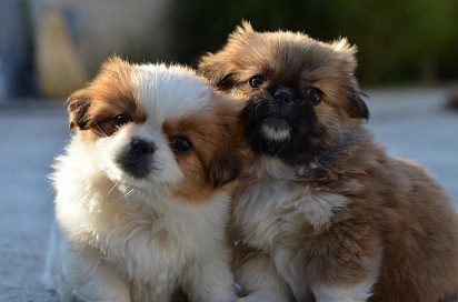 Pekingese puppies
