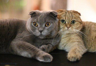 Scottish Fold cats
