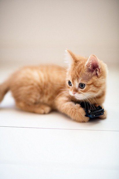 Ginger kitten munchkin