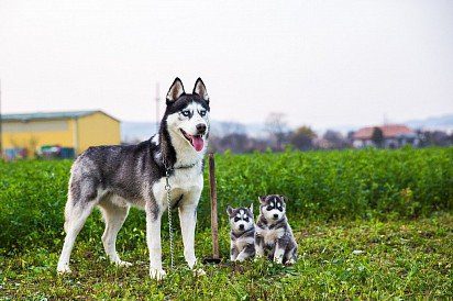 dad with two puppies