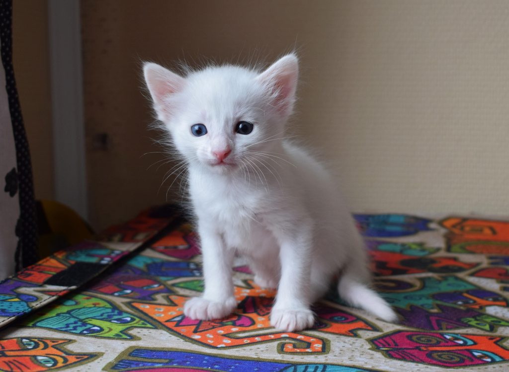 Turkish Angora Kitten