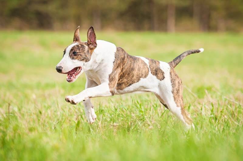 healthy bull terrier frolicking on the lawn