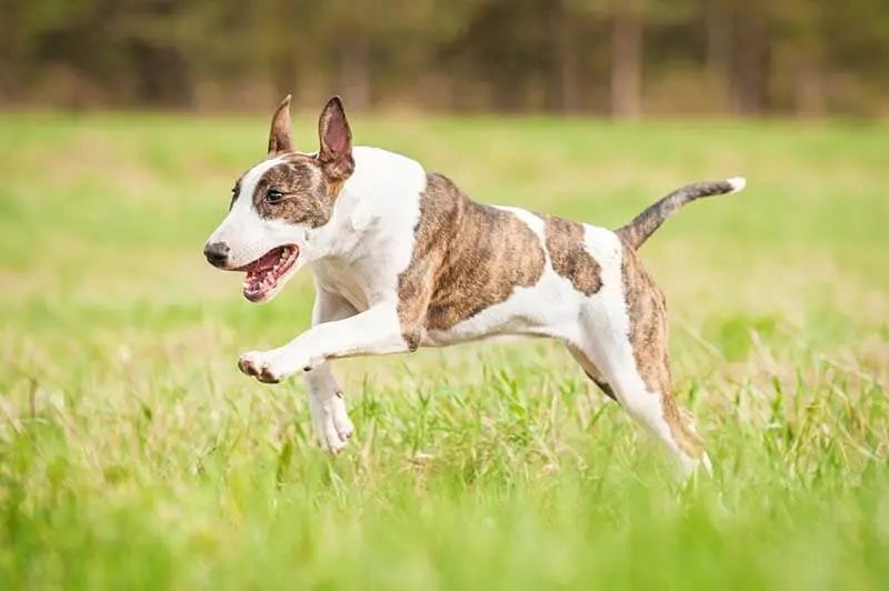 healthy bull terrier frolicking on the lawn