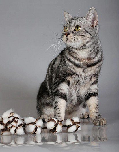 In American Shorthair cats, there is a significant difference between males and females: males are noticeably more massive than females.