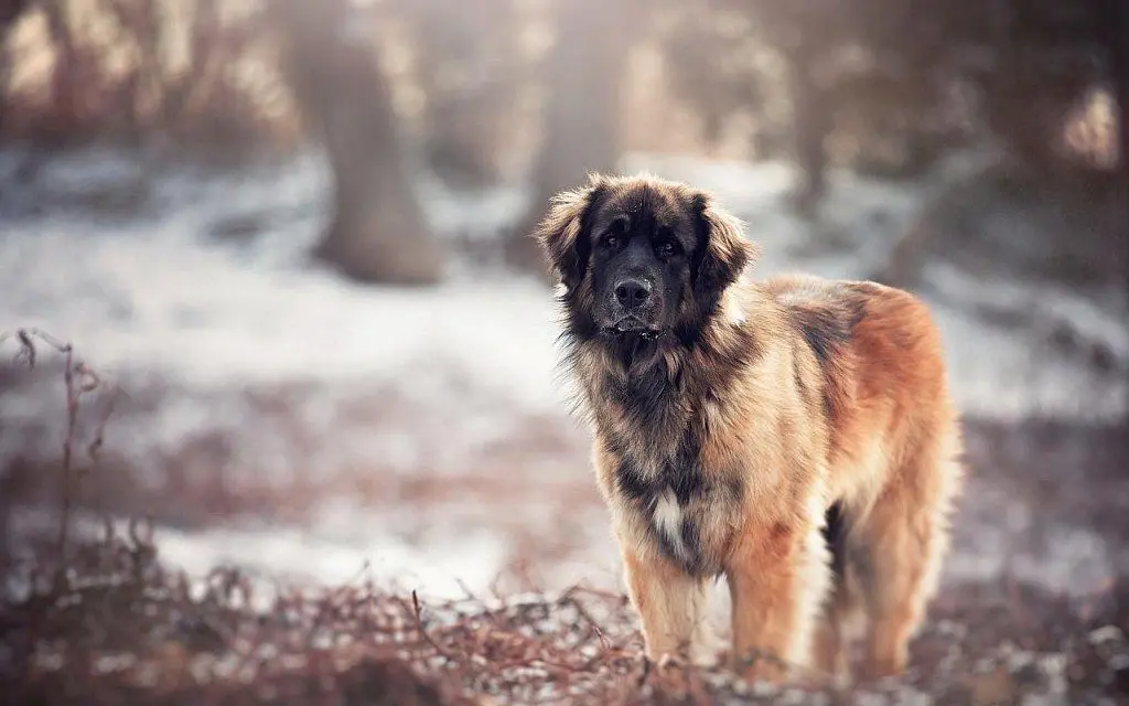 Caucasian Shepherd Dog