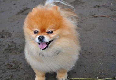 Pomeranian on the wind