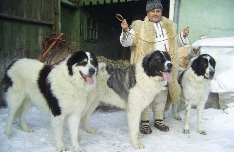 Bucovina Shepherds