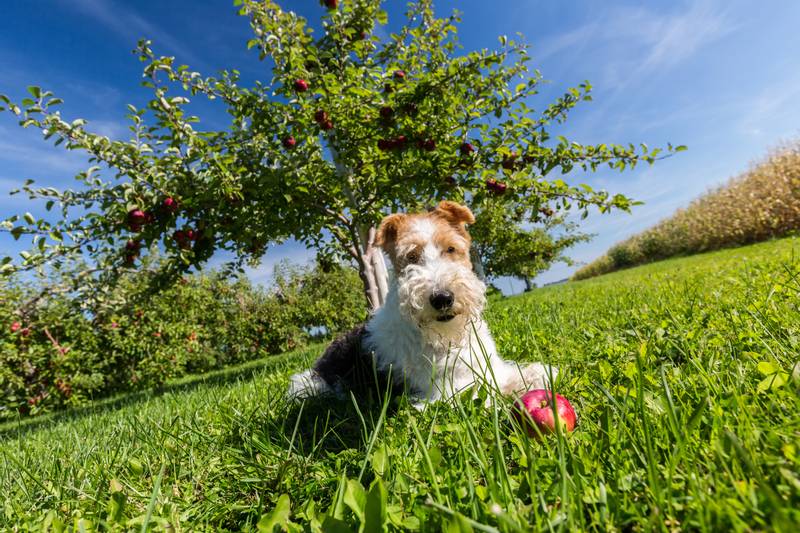 Wirehaired Fox Terrier with an apple