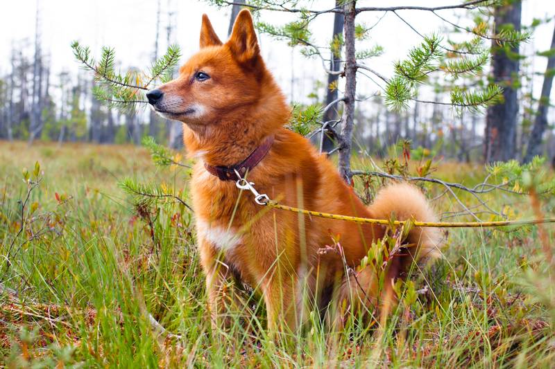 Karelian-Finnish Laika in the woods
