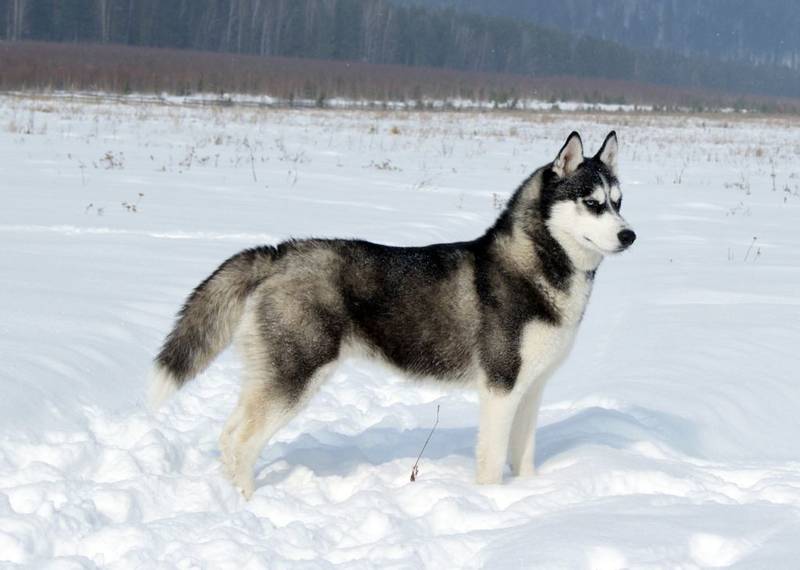 Sakhalin Husky on the snow