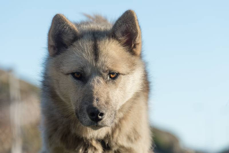 angry Greenland Dog