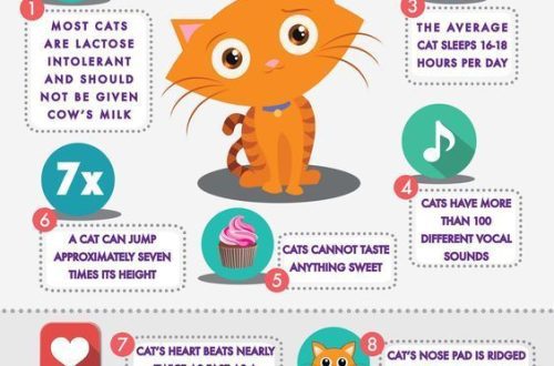 10 amazing facts about cats