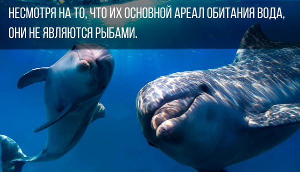 10 amazing facts about dolphins