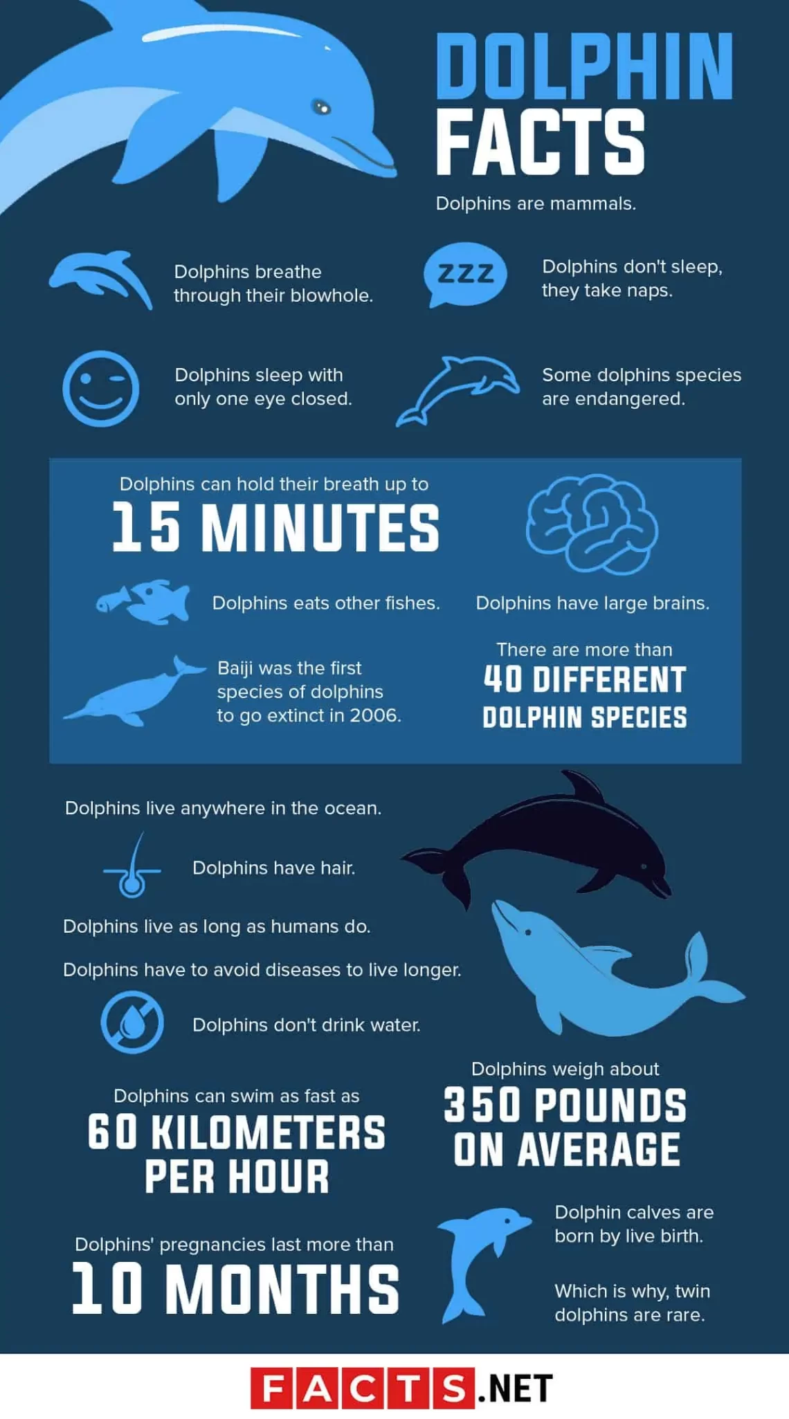10 amazing facts about dolphins