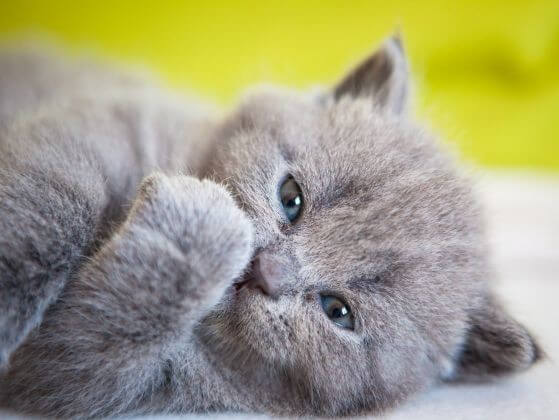 10 Cartesian Kittens: These Babies Win Hearts