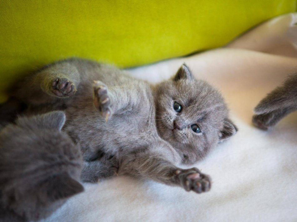 10 Cartesian Kittens: These Babies Win Hearts
