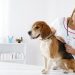 Autumn diseases of pets, and not only: an interview with a veterinary infectious disease specialist