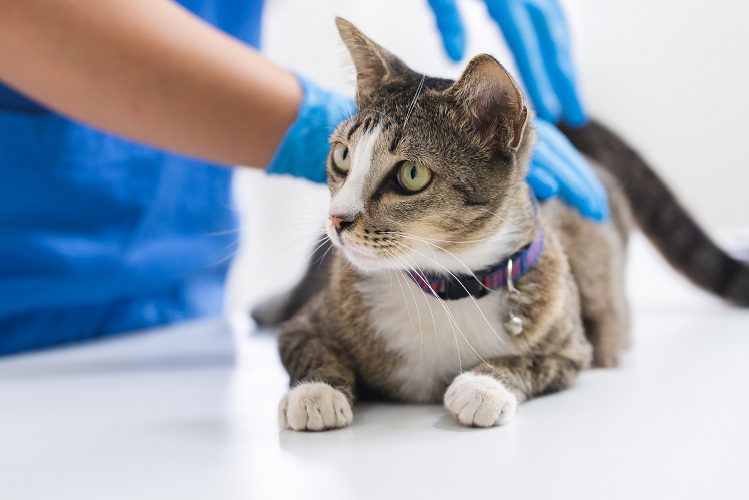 10 dog and cat vaccination myths