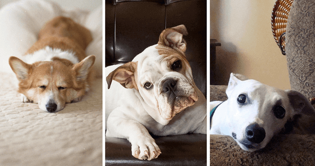 10 dog breeds that are comfortable living in an apartment