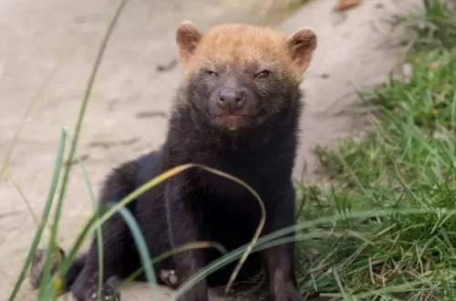 10 Facts About Bush Dogs