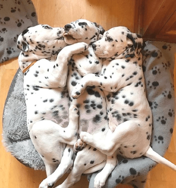 10 photos of dogs and cats that sleep in incredible positions