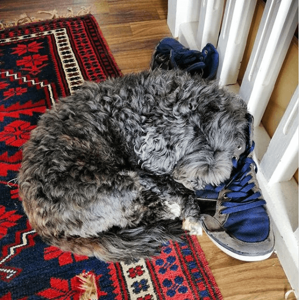 10 photos of dogs and cats that sleep in incredible positions