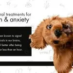 10 reasons to get a dog
