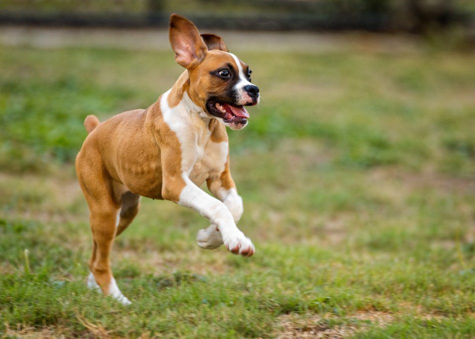 10 reasons to let your dog play