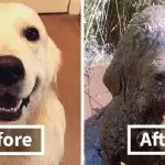 10 reasons to let your dog play