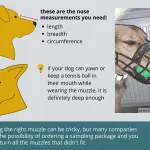 10 rules for choosing a muzzle and training your dog to wear it