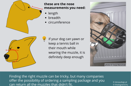 10 rules for choosing a muzzle and training your dog to wear it