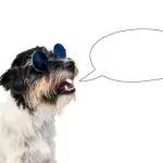 10 things a dog would say if he could speak