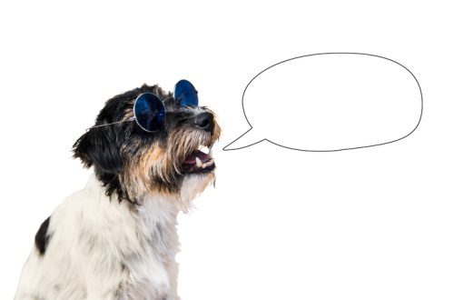 10 stvari koje bi pas rekao da može govoriti