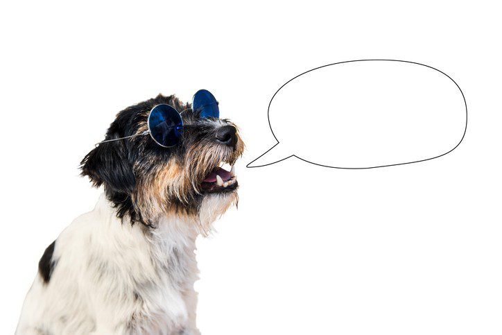 10 things a dog would say if he could speak