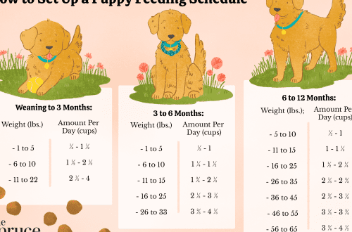 10 tips for proper puppy feeding