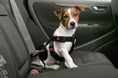 10 Tips for Successful Dog Transportation