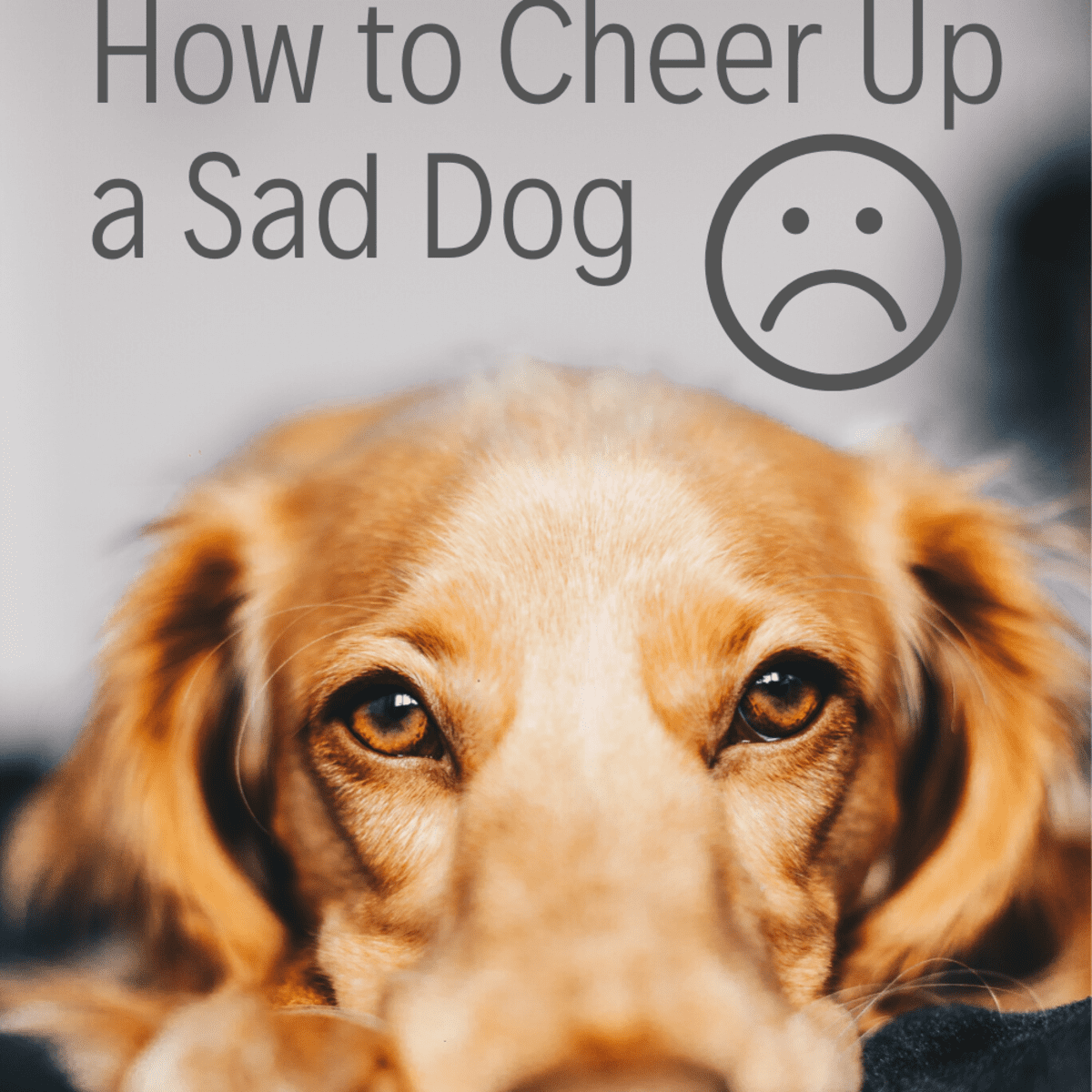 10 ways to cheer up your dog