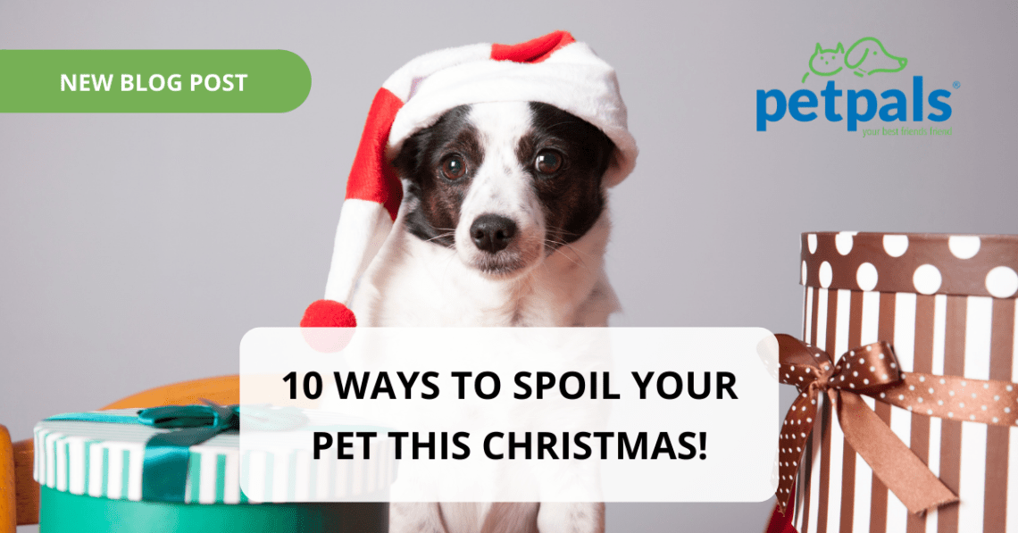 10 Ways to Help Your Dog Get Through the Holidays