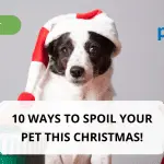 10 Ways to Help Your Dog Get Through the Holidays