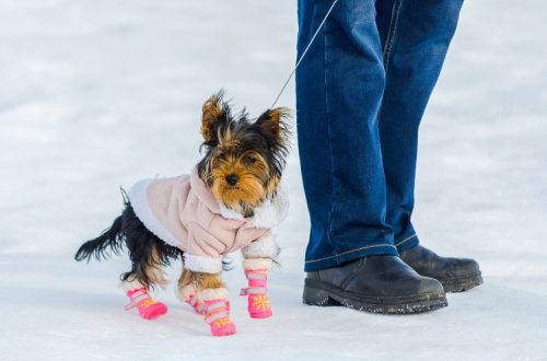 10 winter walks with your dog
