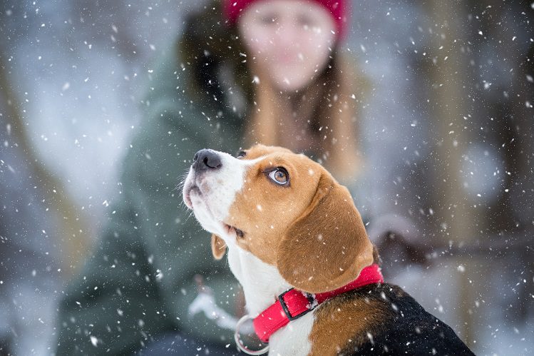 10 winter walks with your dog
