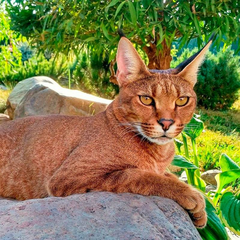 photo of a caracat